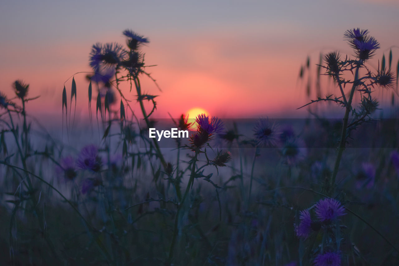 Close-up of purple flowering plants on field against sky during sunset