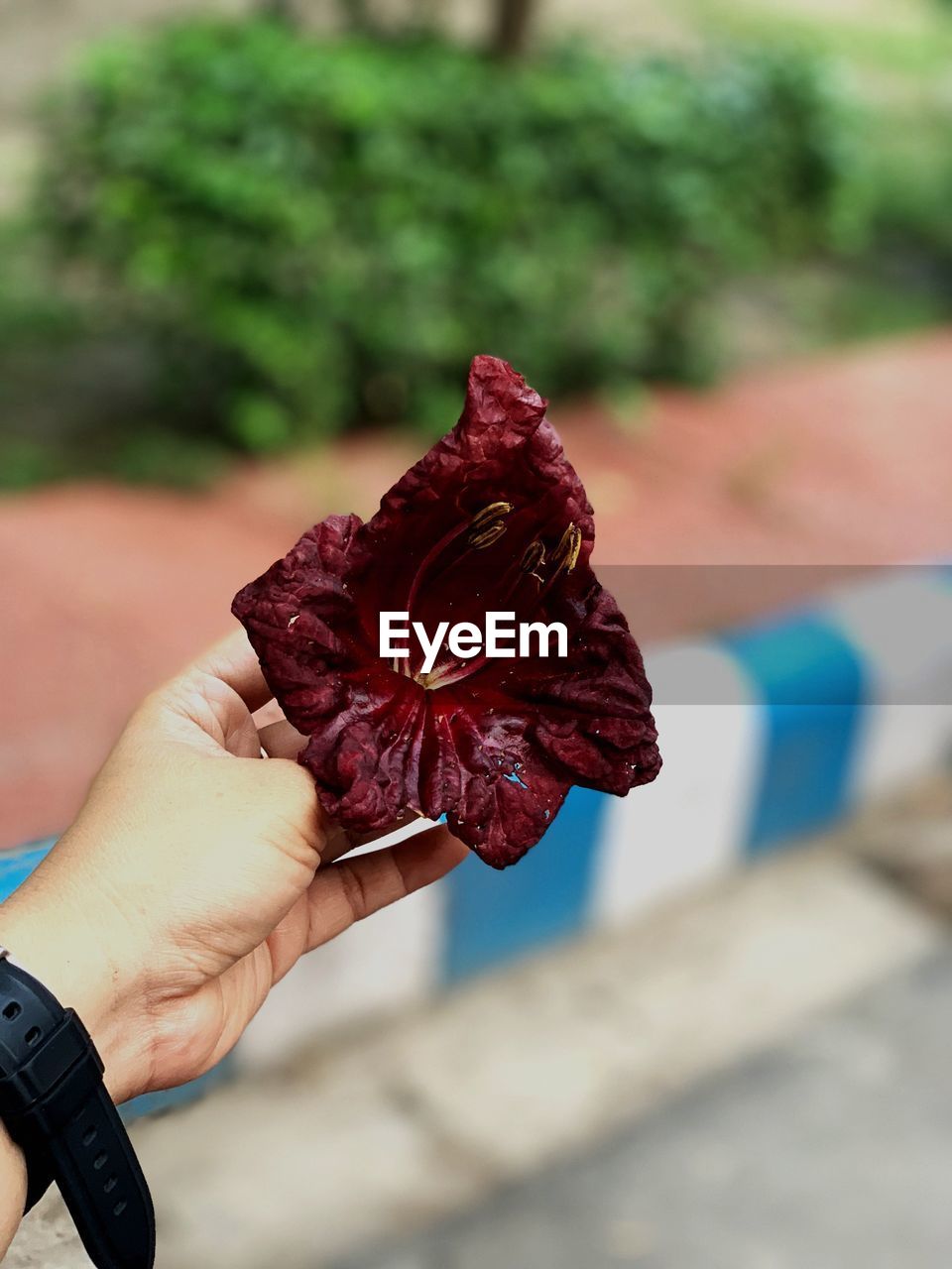 Cropped hand of person holding red flower