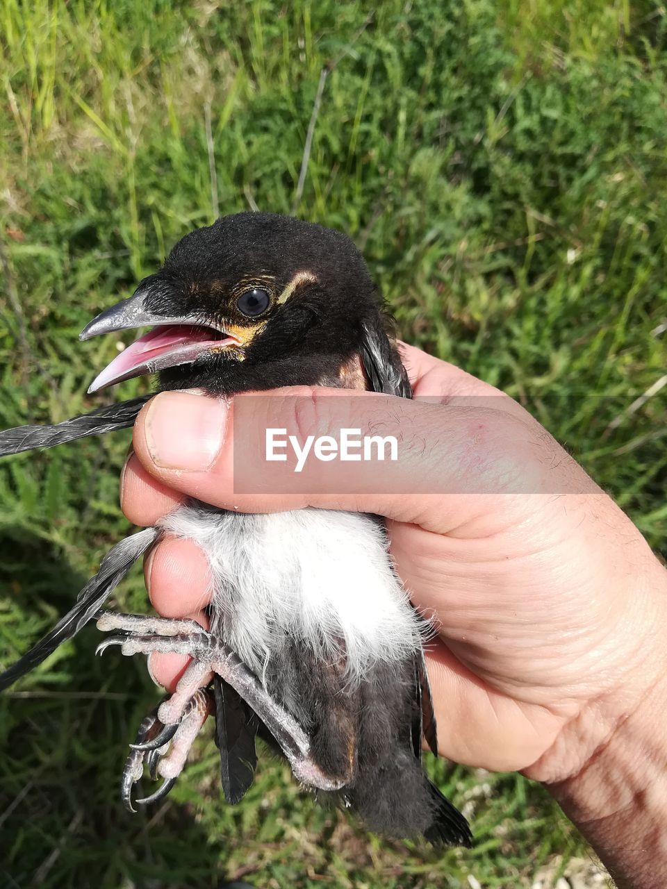 HAND HOLDING BIRD