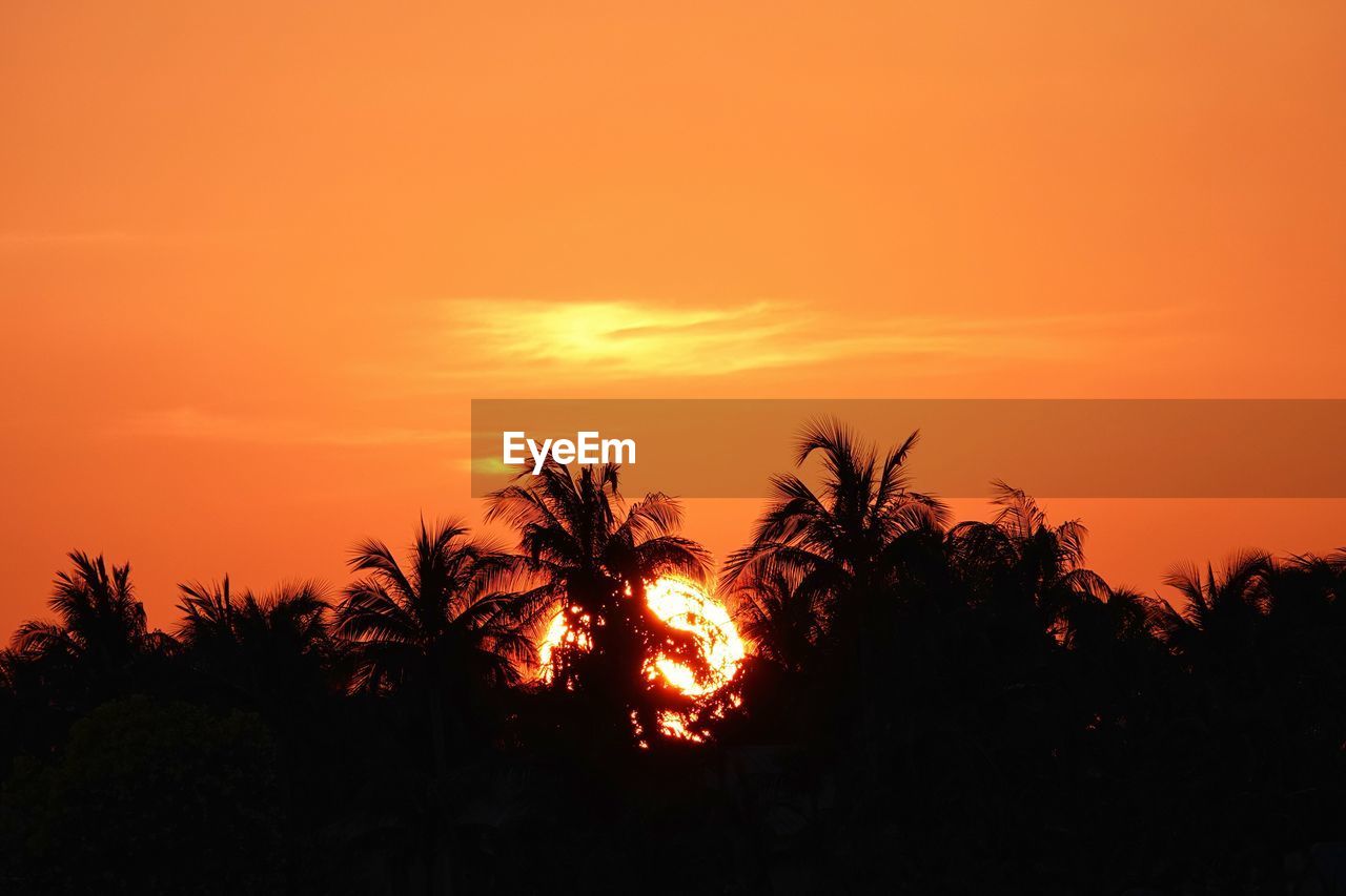 sunset, sky, beauty in nature, silhouette, tree, orange color, plant, nature, afterglow, scenics - nature, tranquility, tropical climate, tranquil scene, environment, landscape, palm tree, no people, sun, idyllic, dramatic sky, cloud, land, red sky at morning, horizon, sunlight, dawn, outdoors, travel destinations, non-urban scene, romantic sky, evening, copy space, atmospheric mood, growth, vibrant color, travel, back lit