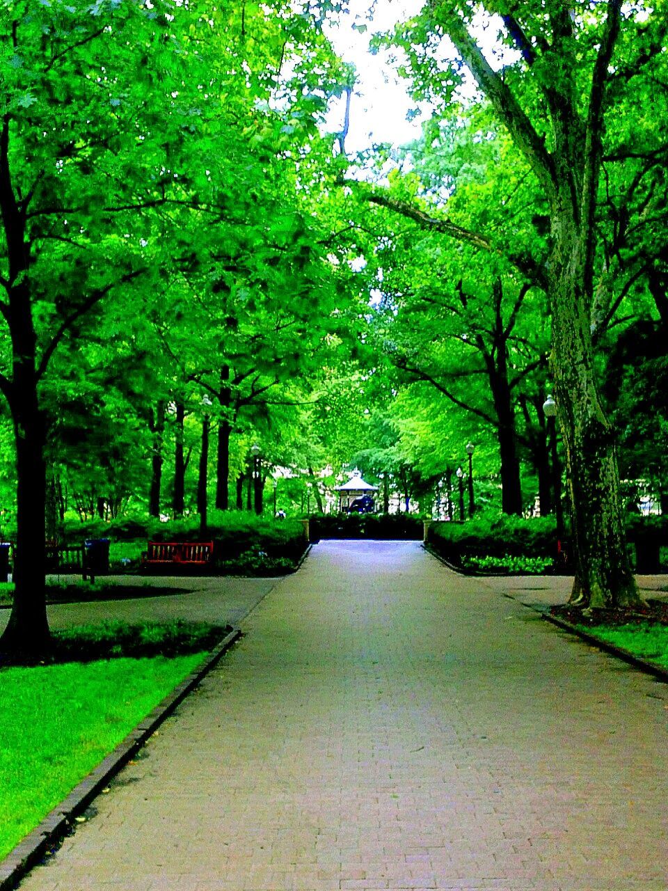 Narrow pathway along trees in the park