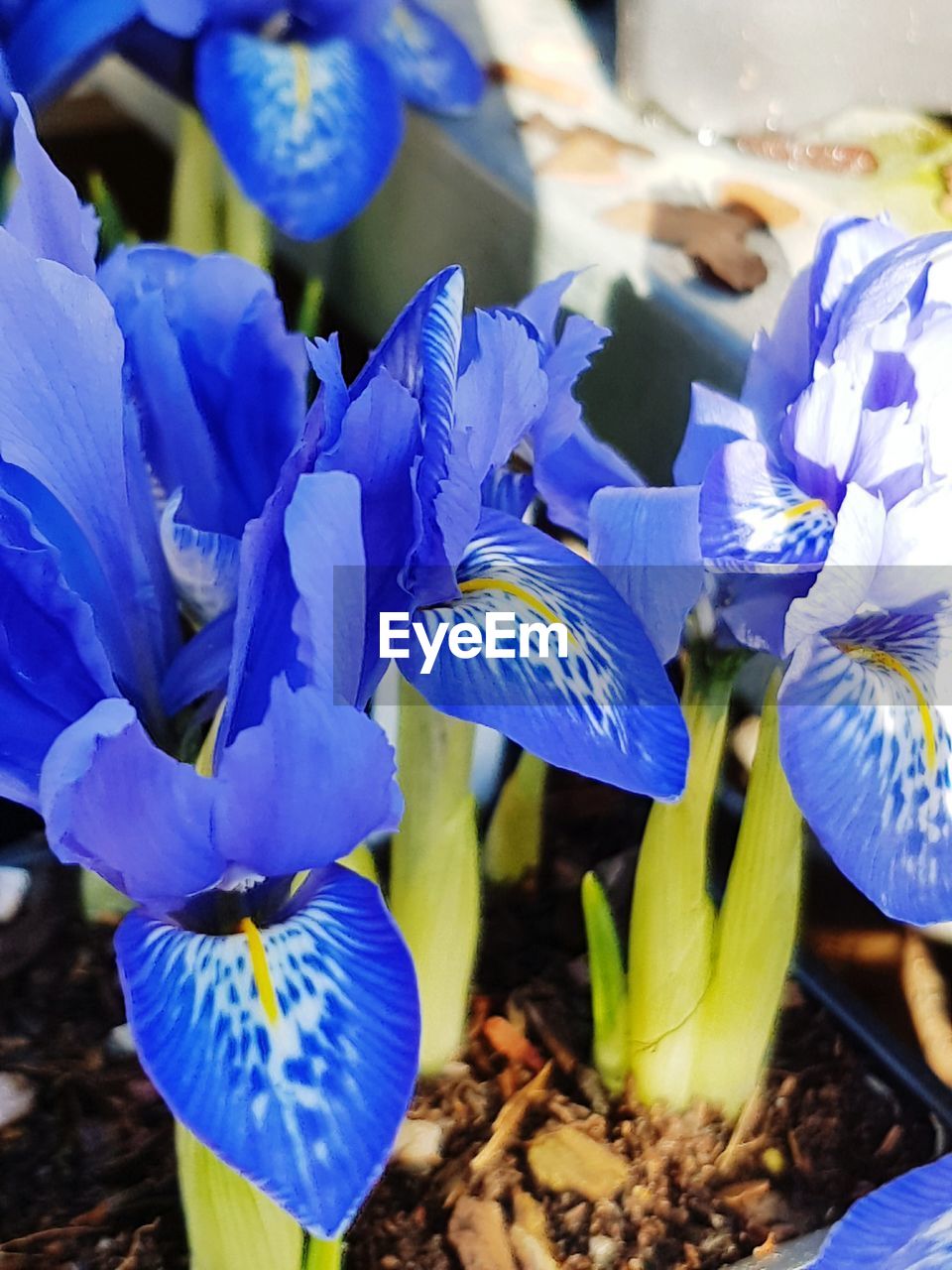 CLOSE-UP OF BLUE FLOWER