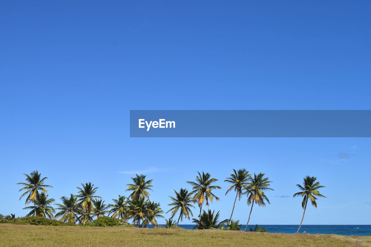 Palm trees against clear blue sky