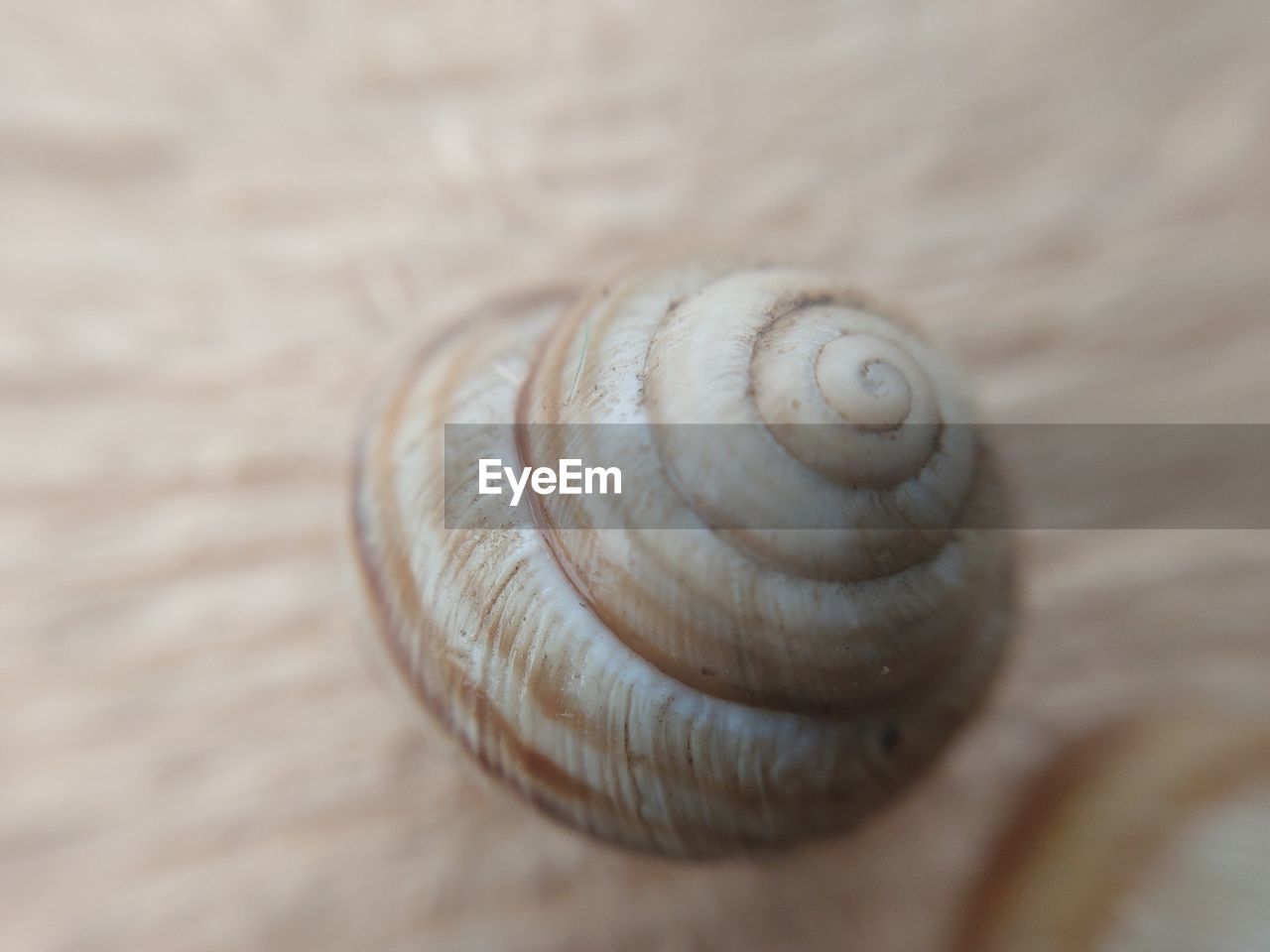 shell, animal wildlife, animal shell, spiral, animal, animal themes, close-up, mollusk, one animal, snail, wildlife, swirl, pattern, no people, snails and slugs, gastropod, nature, textured, seashell, selective focus, macro photography, beauty in nature, animal body part, single object, outdoors