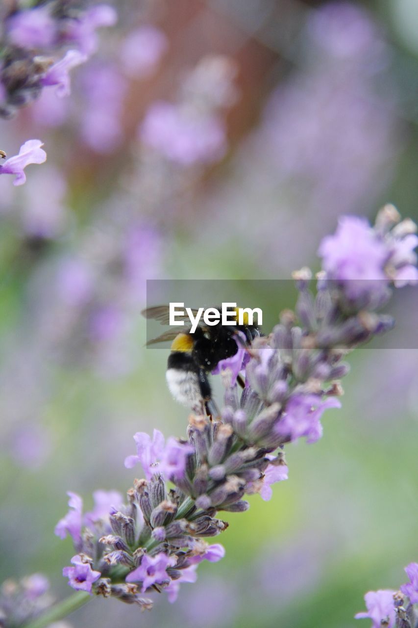 CLOSE-UP OF HONEY BEE ON LAVENDER