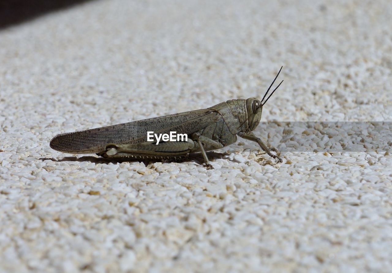 CLOSE-UP OF LIZARD ON BEACH