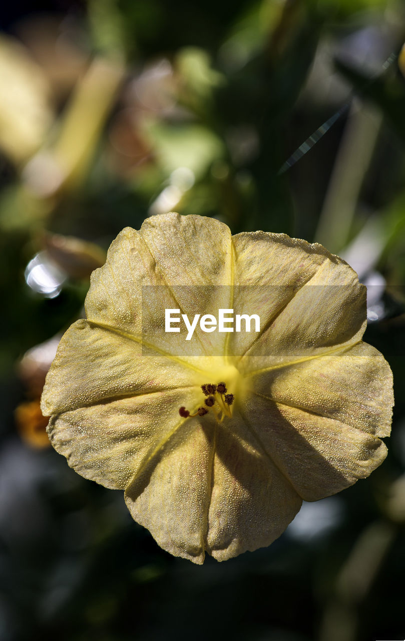 CLOSE-UP OF FLOWER ON LEAF