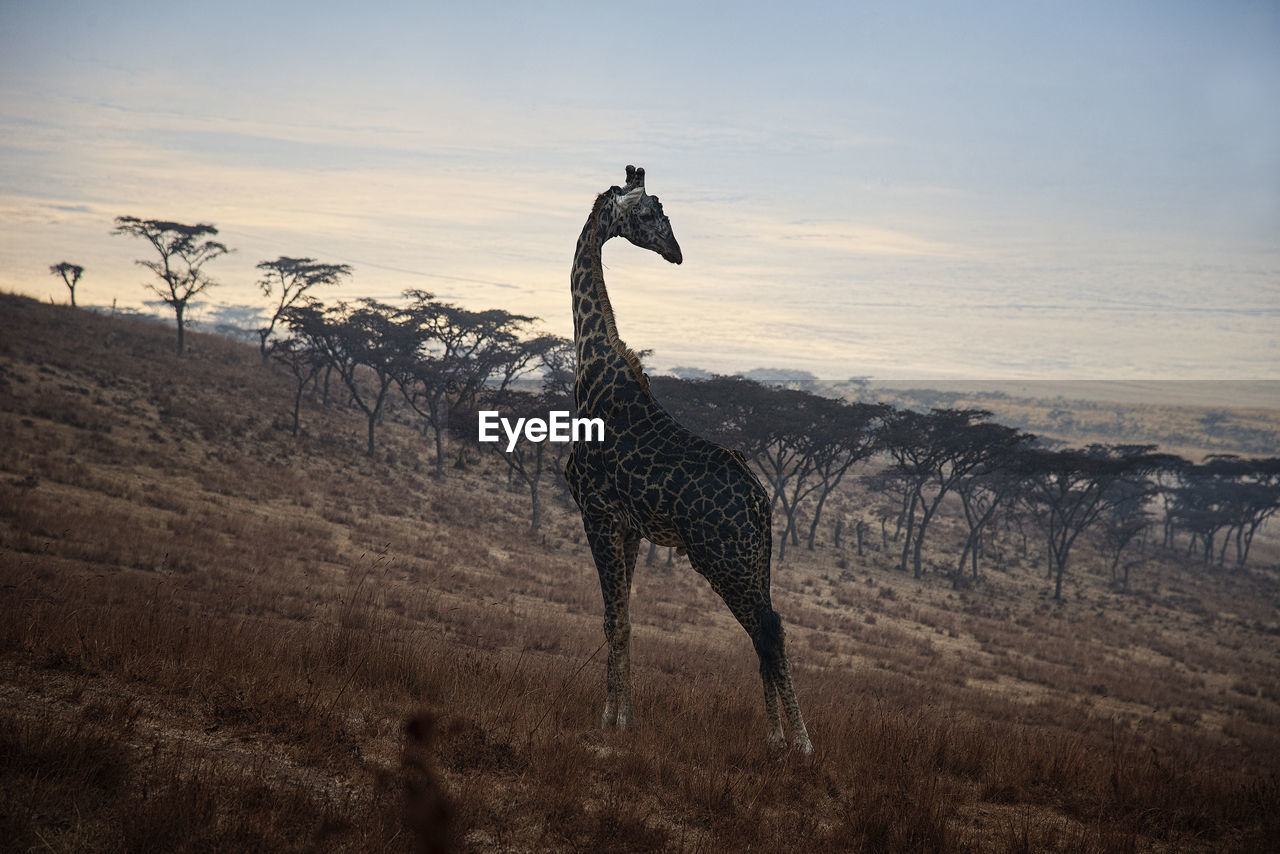 View of a horse on field during sunset