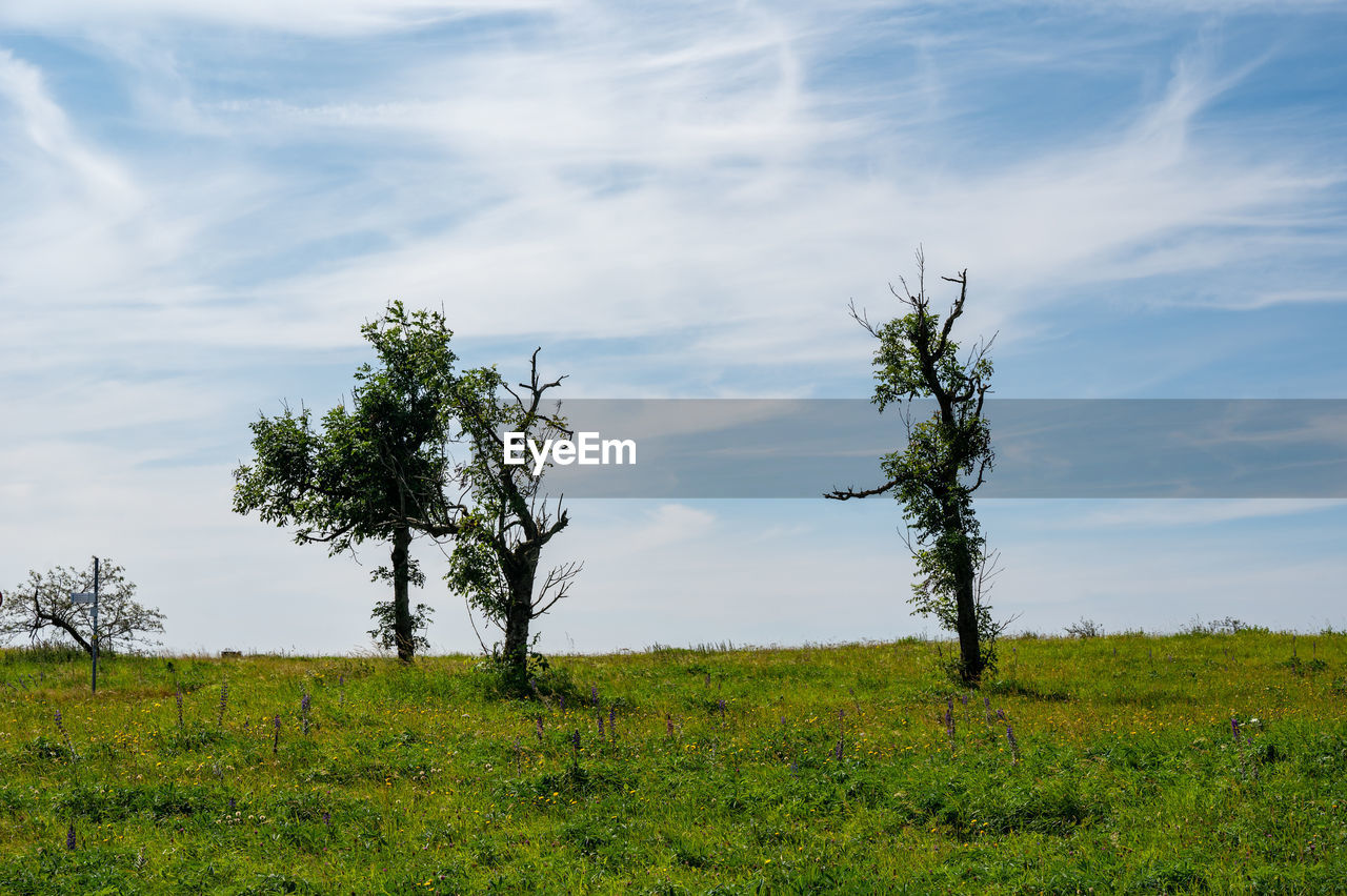 plant, nature, sky, grass, landscape, environment, natural environment, grassland, tree, cloud, land, meadow, field, prairie, beauty in nature, hill, scenics - nature, green, savanna, no people, horizon, rural area, plain, tranquility, non-urban scene, pasture, wilderness, outdoors, tranquil scene, day, growth, rural scene, flower, blue, travel destinations