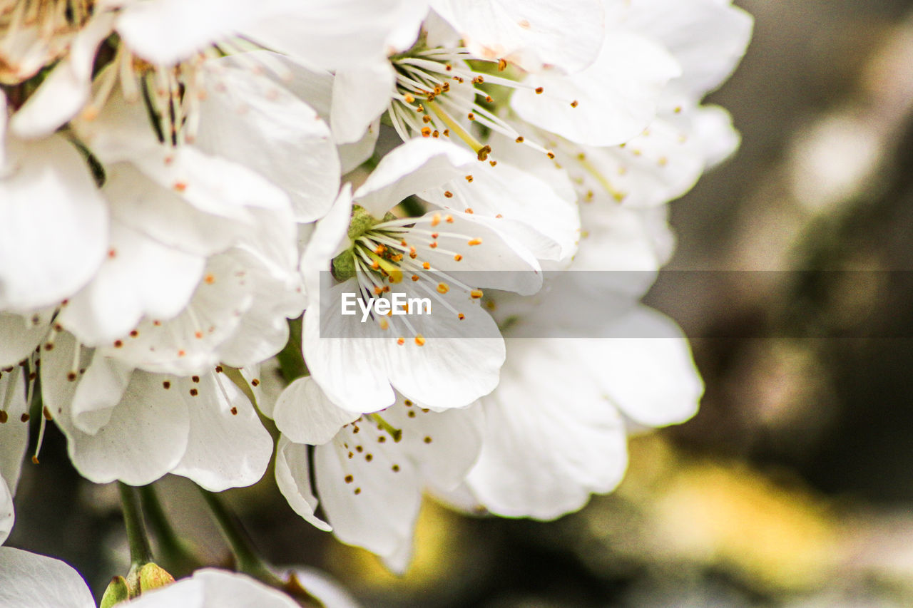 Close-up of white cherry blossom