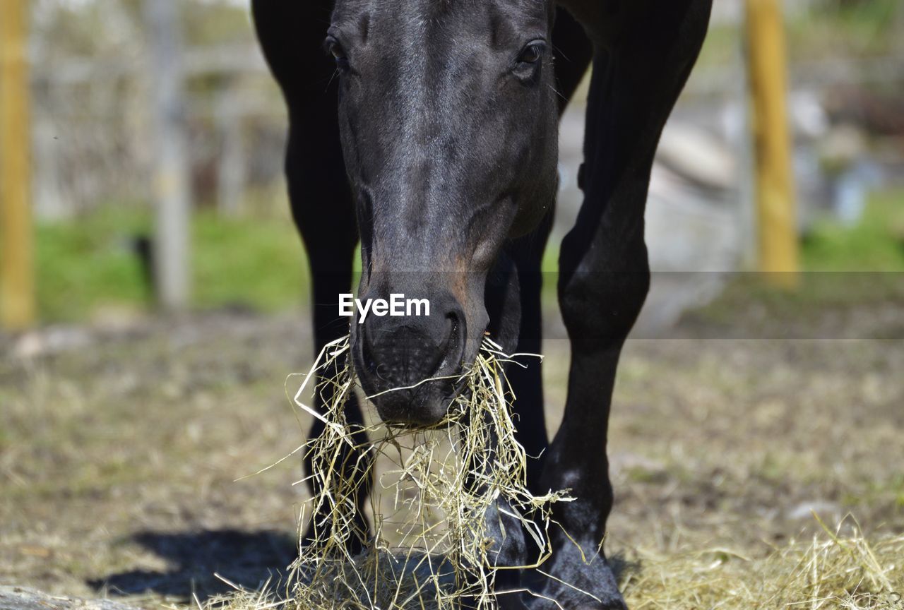 Horse standing in field