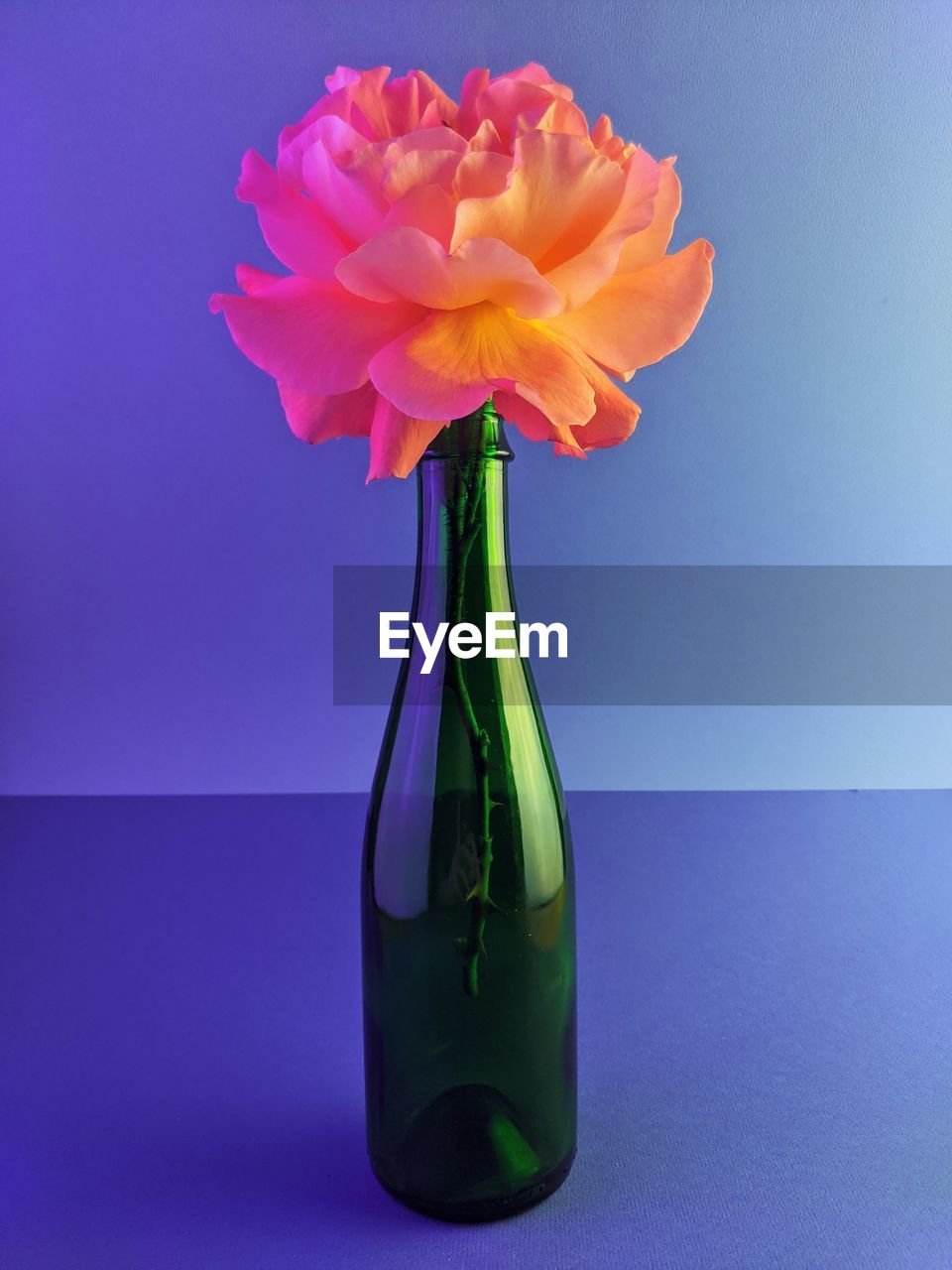 Close-up of flower vase on table against blue background