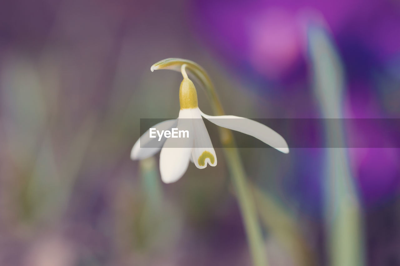 Close-up of white flowering plant