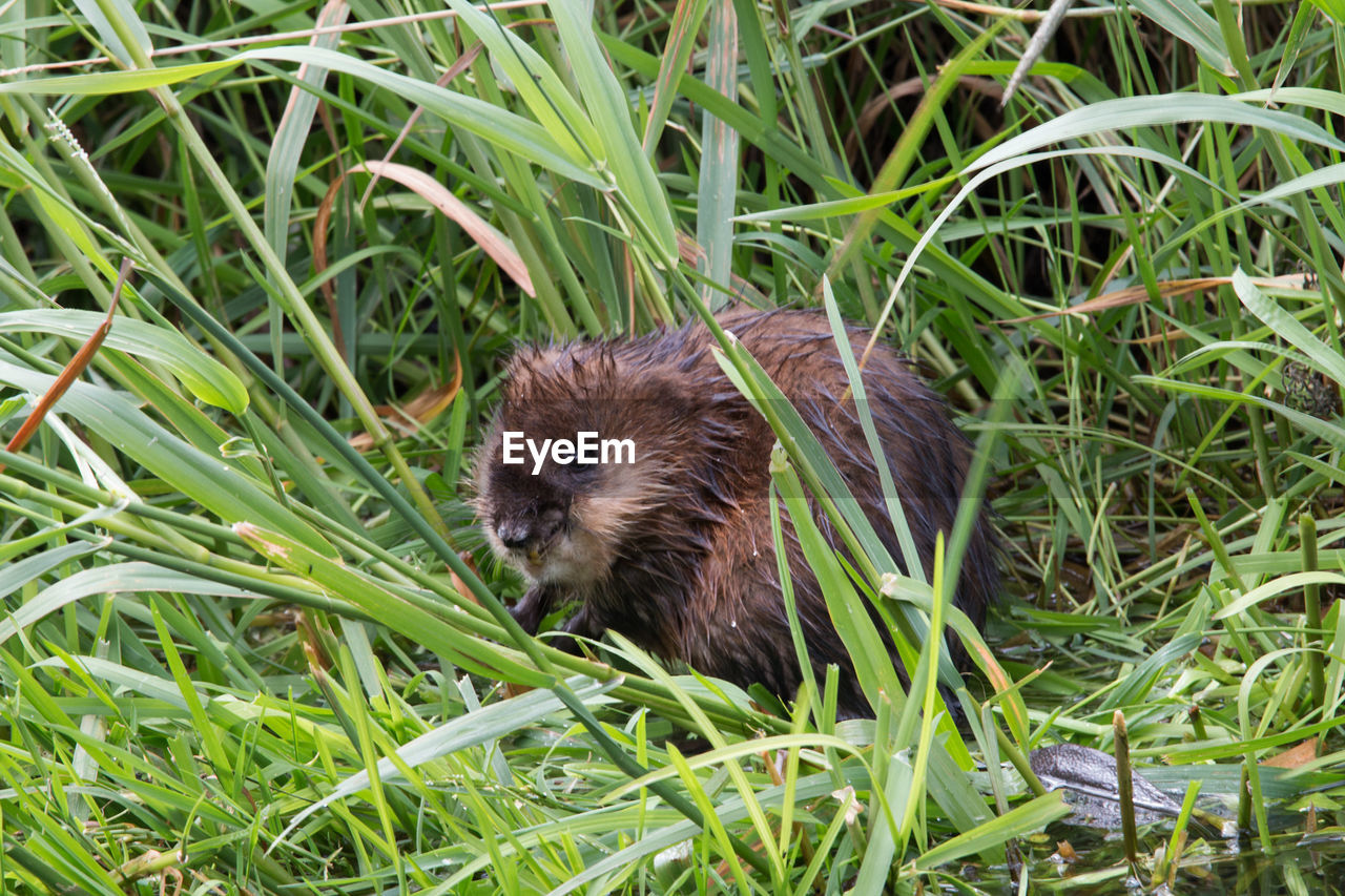 CLOSE-UP OF CAT ON GRASS