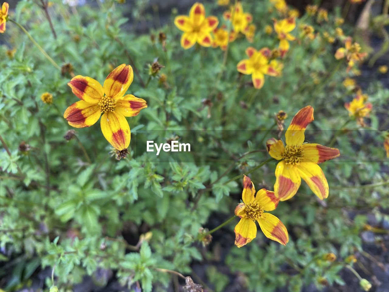 Close-up of yellow flowering plant