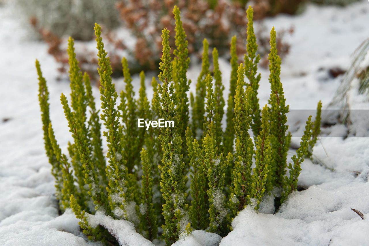 CLOSE-UP OF SNOW COVERED PLANT ON FIELD