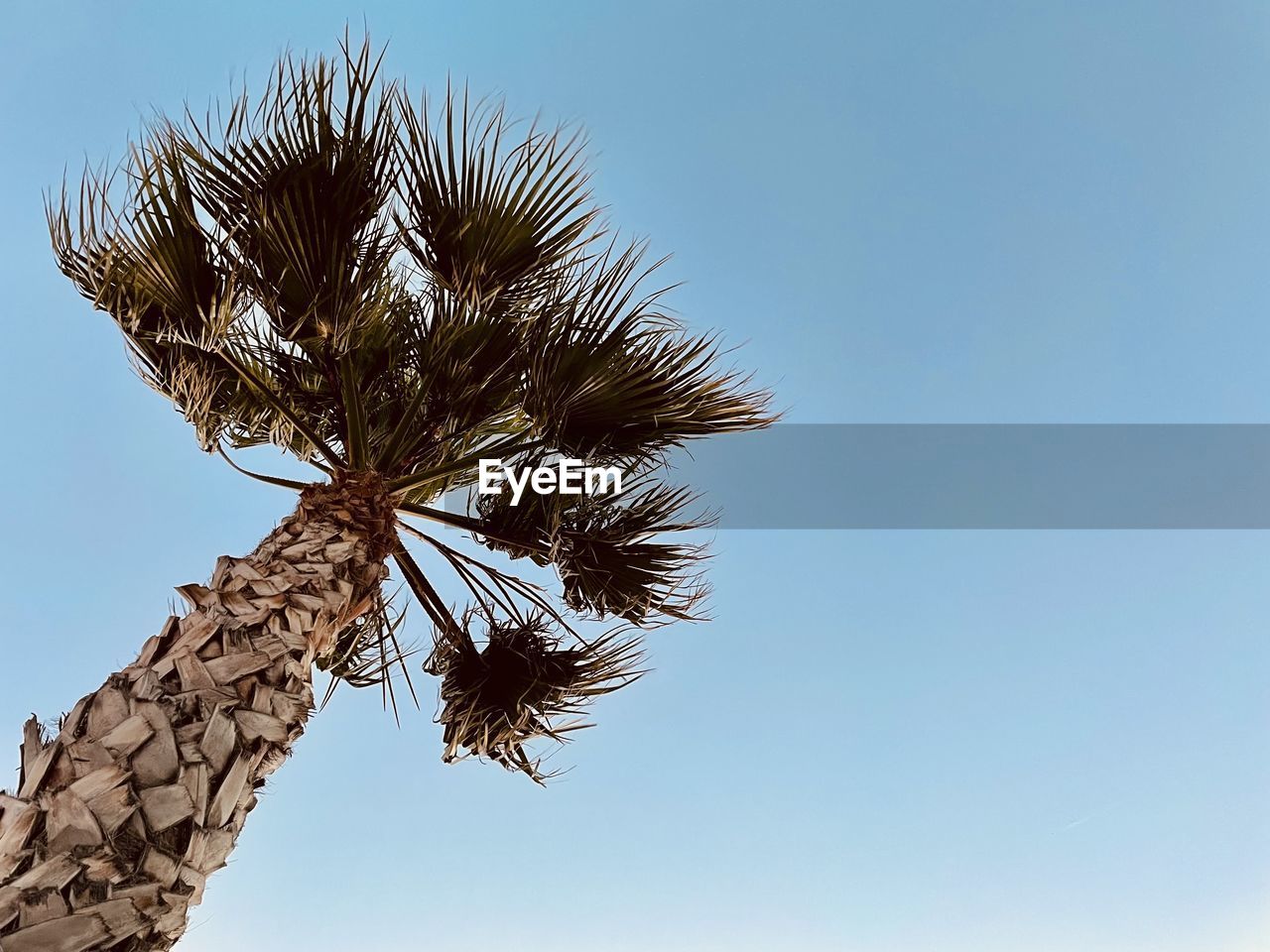 sky, tree, plant, nature, palm tree, branch, clear sky, low angle view, blue, leaf, no people, tropical climate, flower, sunny, outdoors, growth, day, beauty in nature, copy space, grass, tranquility, palm leaf, tree trunk, sunlight, trunk, environment, plant part, wind