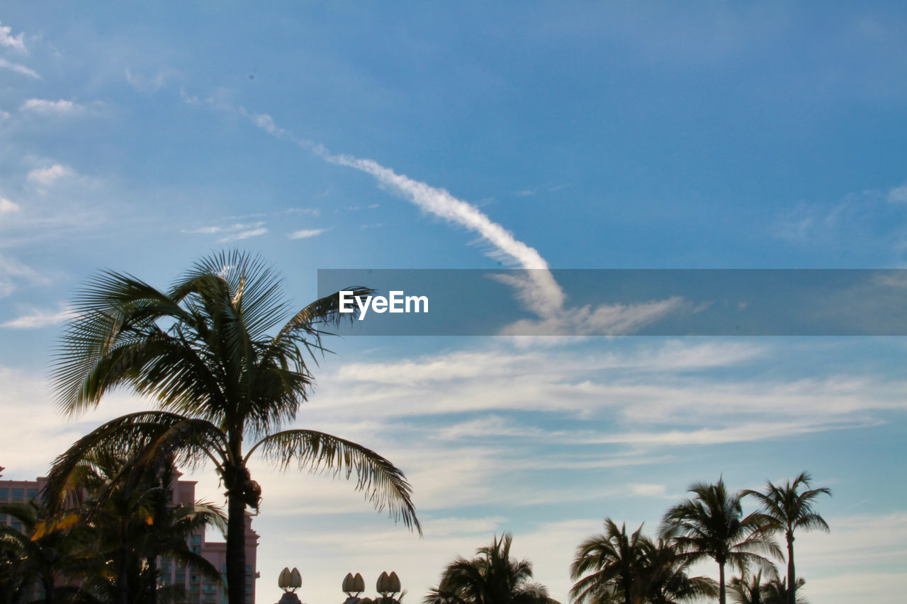 Low angle view of palm trees against sky