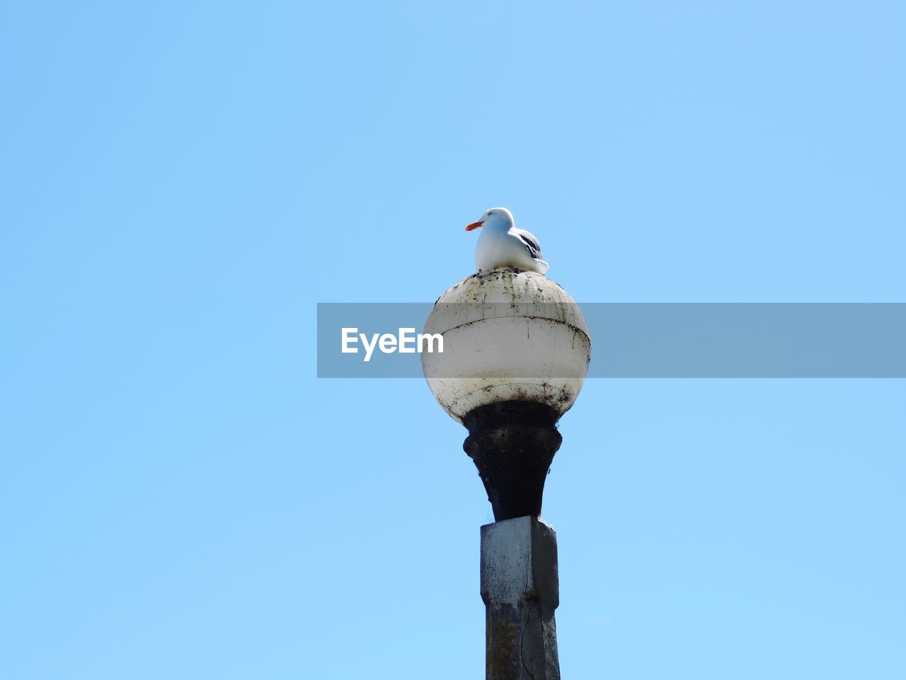 Low angle view of seagull perching on pole against clear blue sky