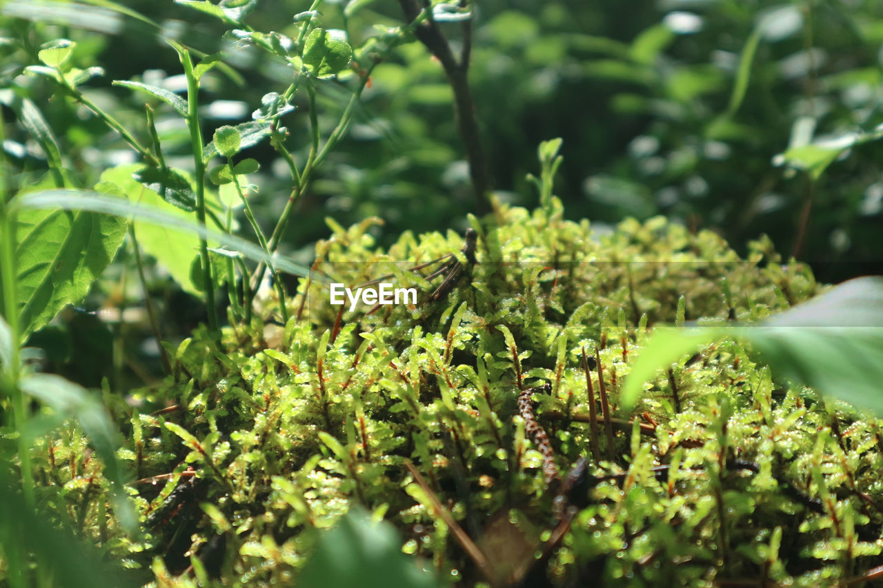plant, green, growth, plant part, nature, food and drink, leaf, food, flower, tree, beauty in nature, shrub, land, no people, healthy eating, freshness, agriculture, outdoors, field, vegetable, day, sunlight, environment, produce, social issues, garden, close-up, landscape, selective focus, herb, summer, healthcare and medicine, fruit, environmental conservation, branch, crop