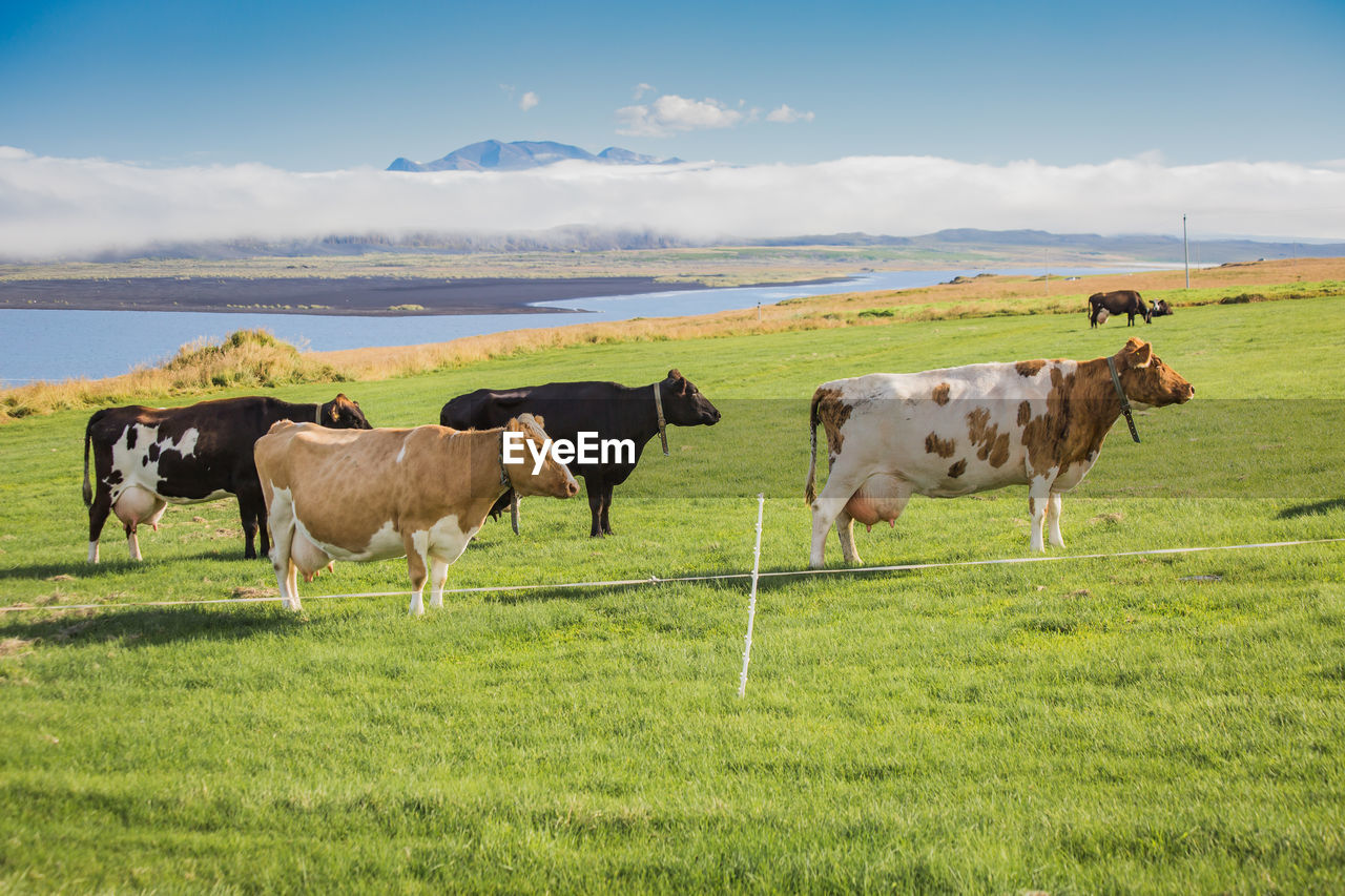 Cows standing on grassy field against sky