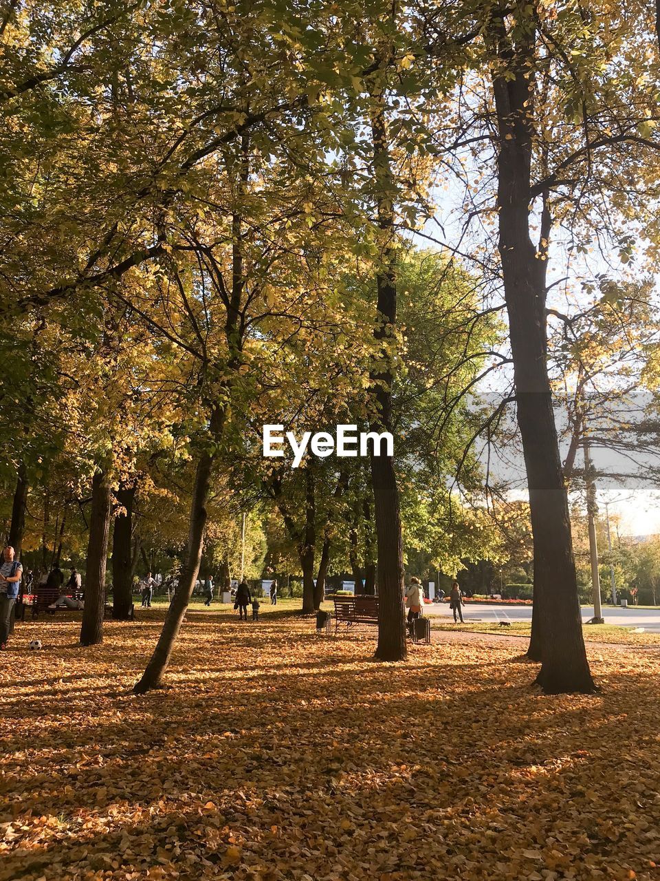 Trees in park during autumn