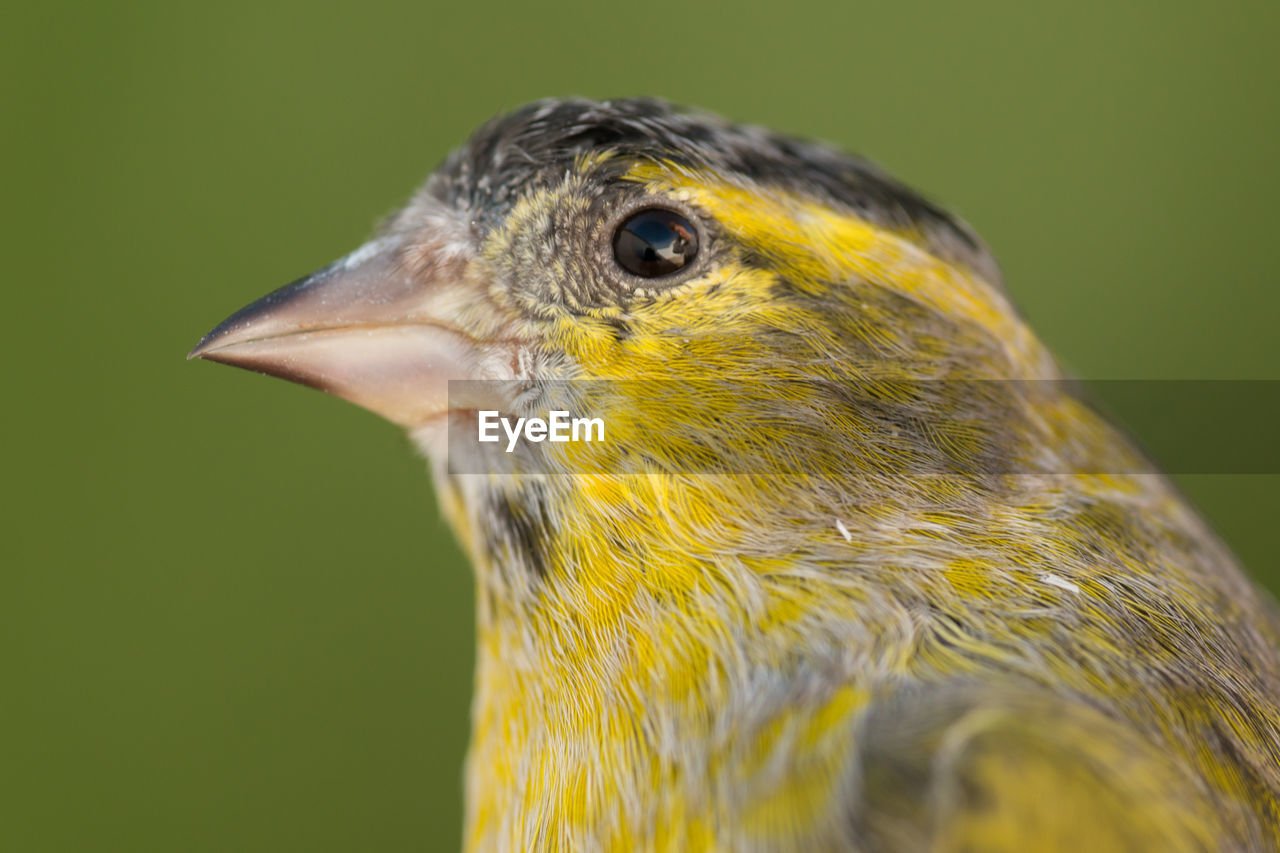 CLOSE-UP OF BIRD