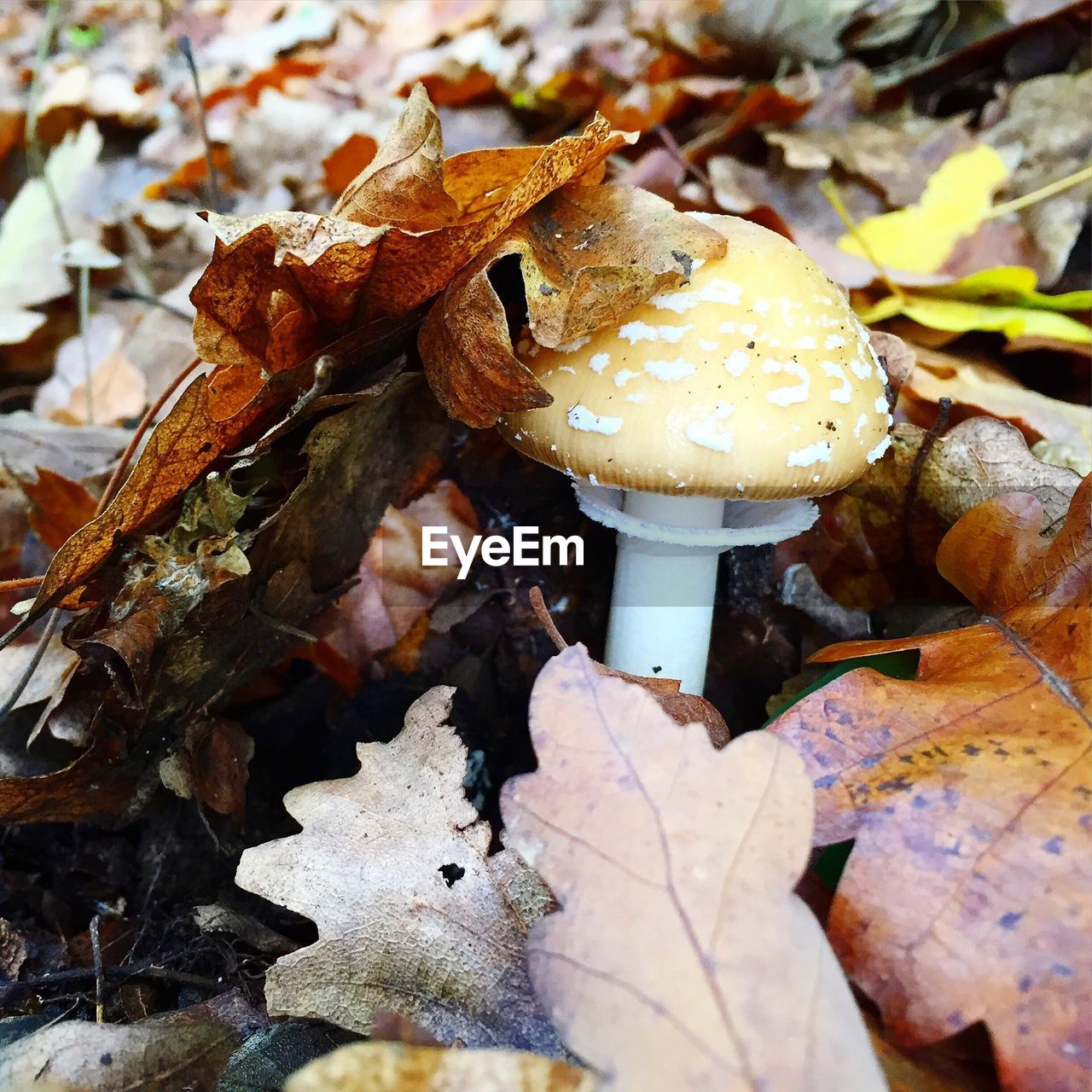 Close-up of mushroom growing at forest during autumn