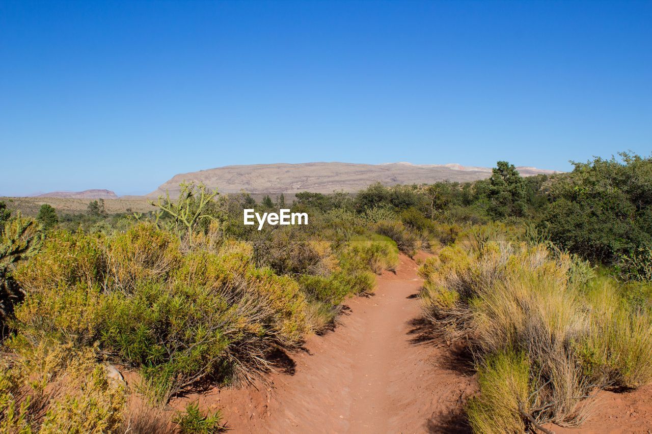 natural environment, landscape, wilderness, plant, environment, scenics - nature, sky, land, nature, desert, clear sky, beauty in nature, semi-arid, no people, blue, trail, tree, soil, tranquility, shrubland, travel destinations, hill, non-urban scene, sand, travel, arid climate, outdoors, climate, sunny, day, sand dune, wadi, tranquil scene, plateau, tourism, bush, grass, animal wildlife, growth, prairie, savanna, water, valley