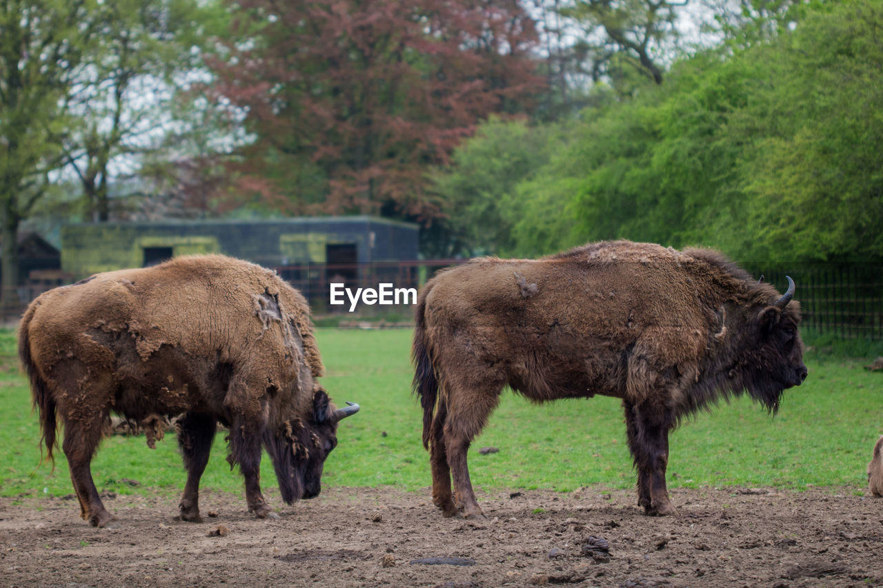 Bison standing on field at zoo