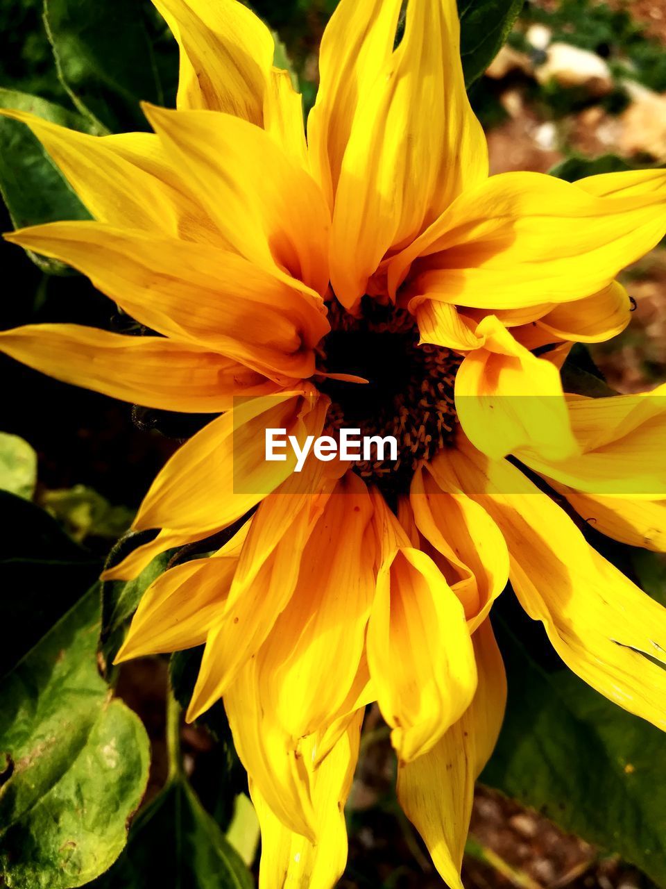 CLOSE-UP OF YELLOW FLOWER