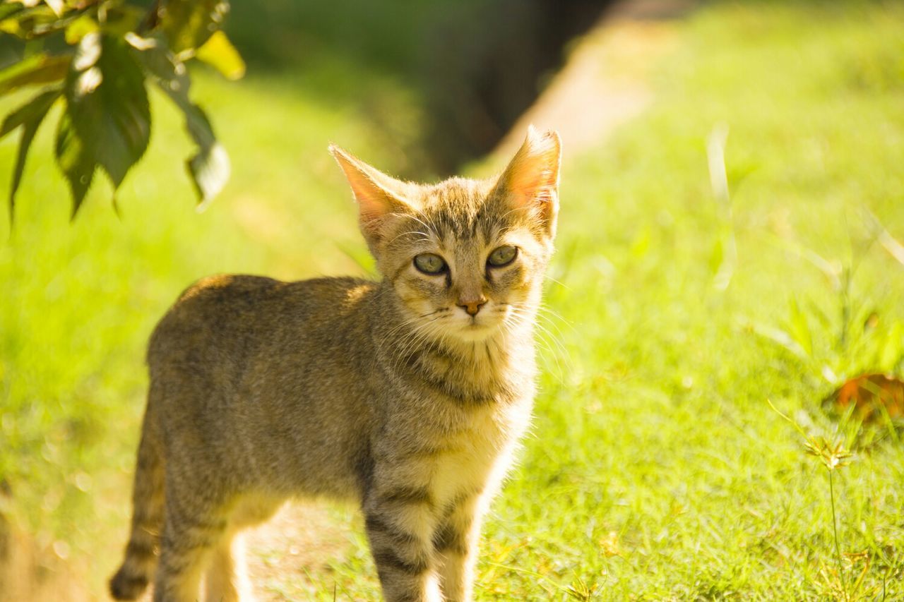Portrait of cute kitten on grassy field