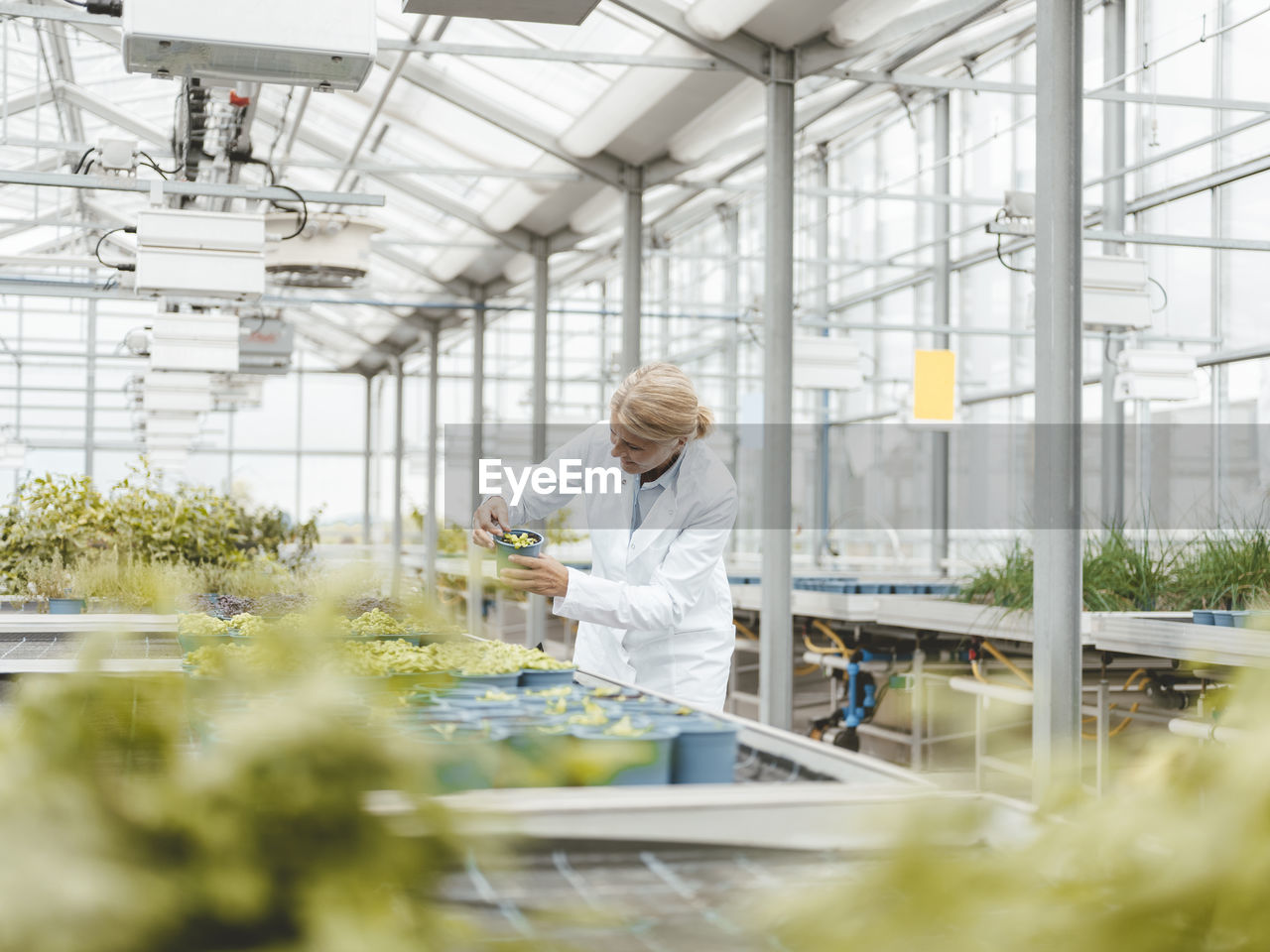 Agronomist doing research on plants in greenhouse