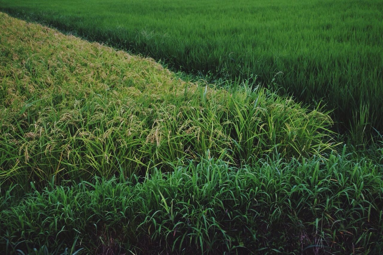 Trees on field