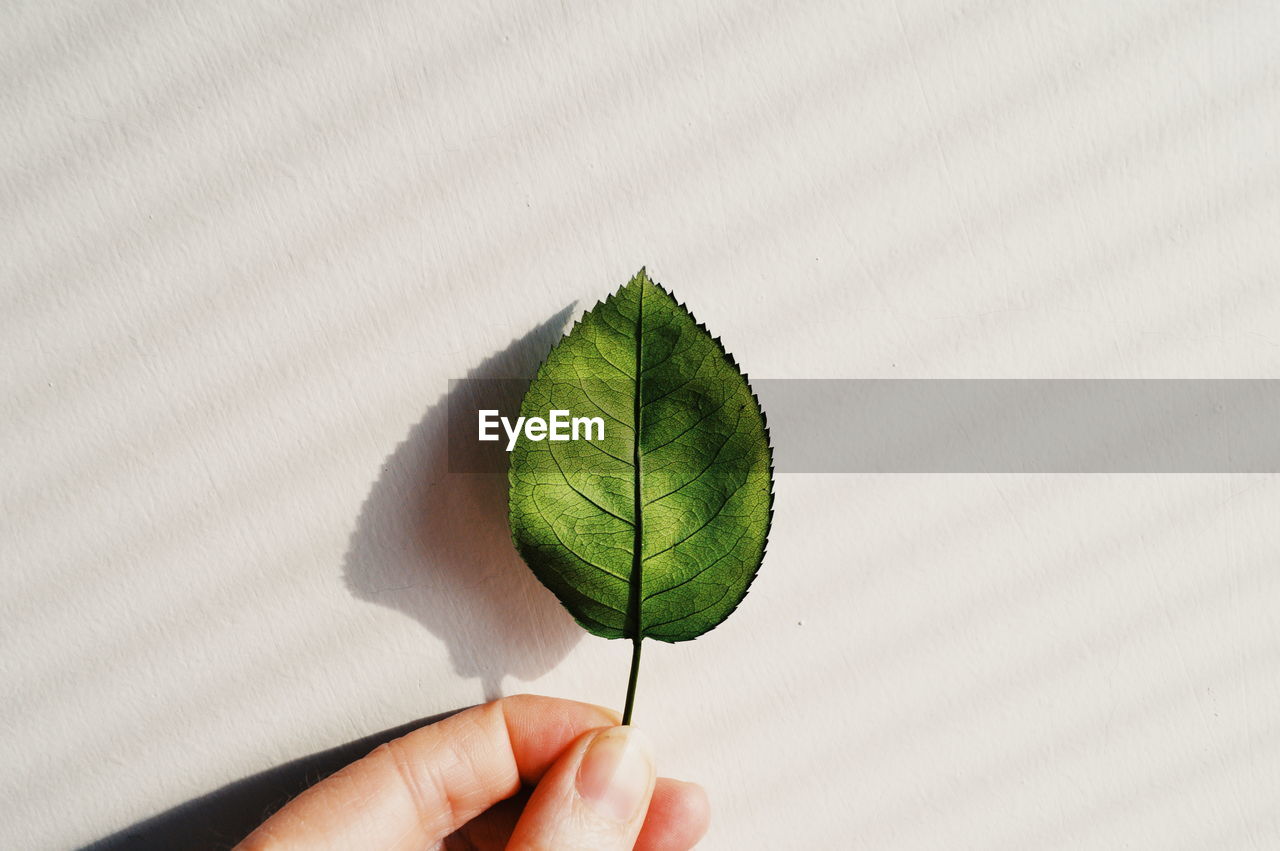 Close-up of cropped hand holding leaf