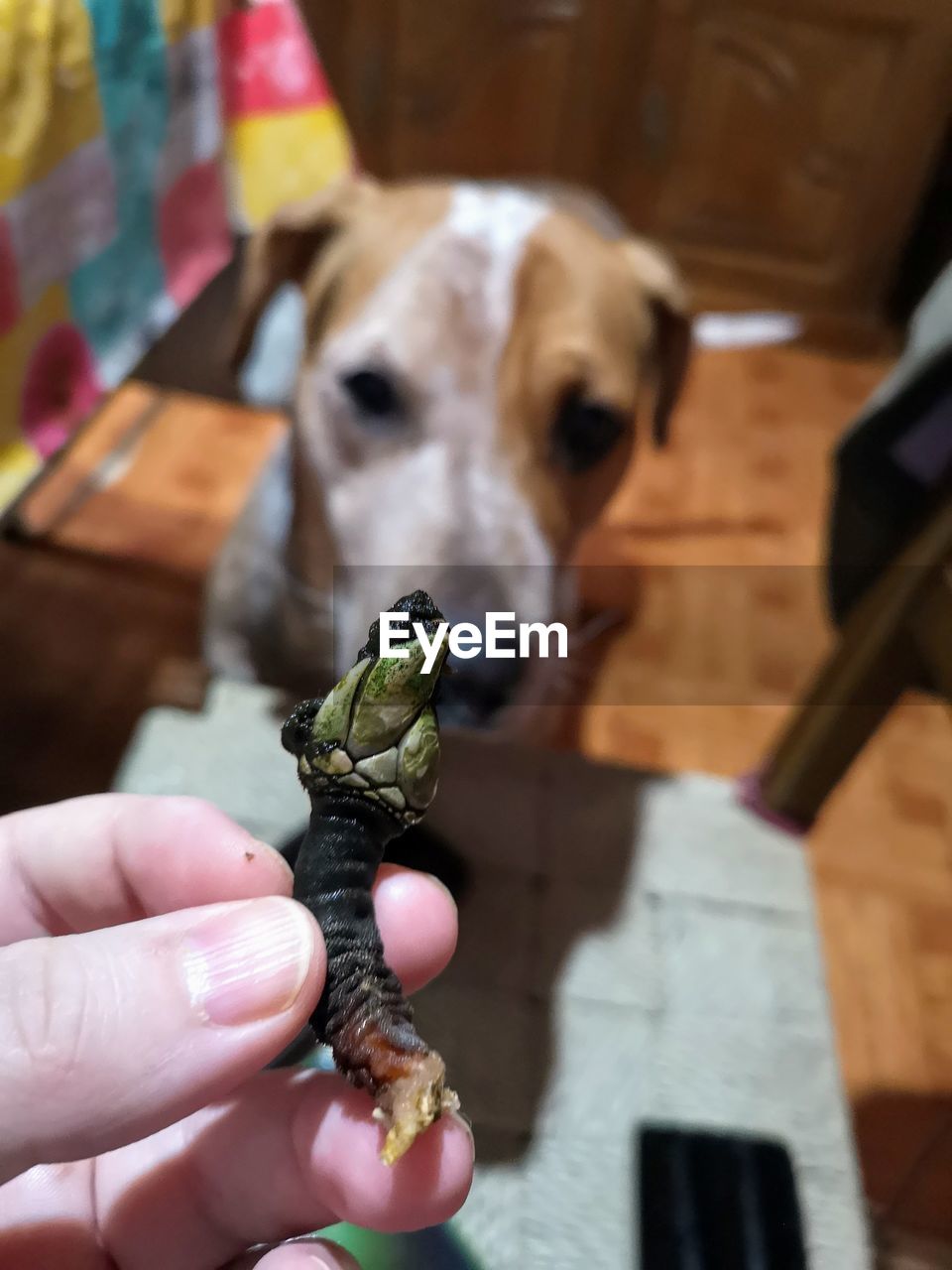 Close-up of hand holding small dog