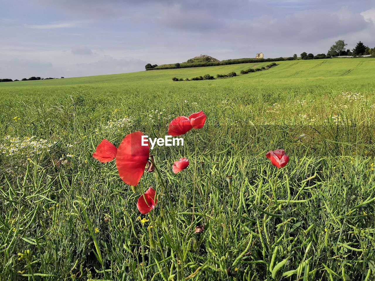 RED POPPY FLOWERS ON FIELD