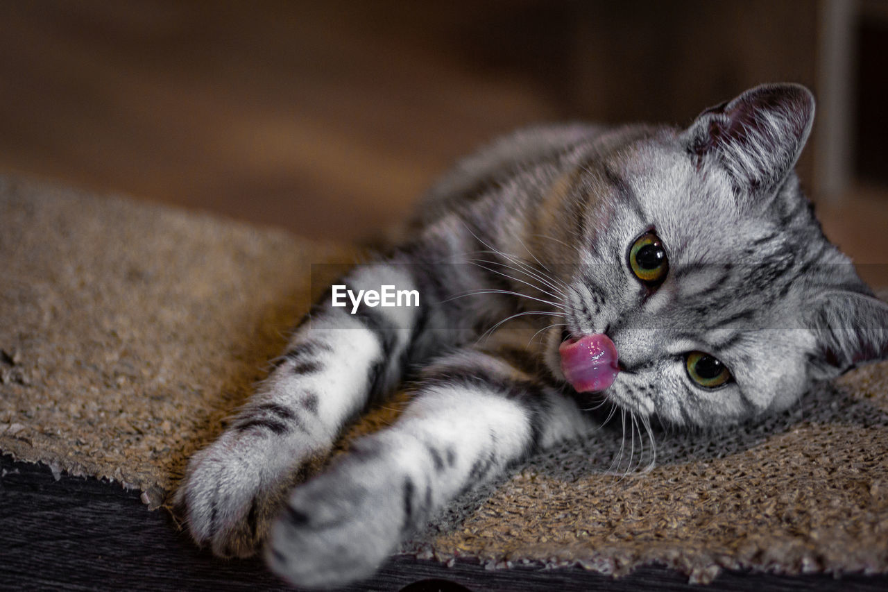 Close-up portrait of a cat resting