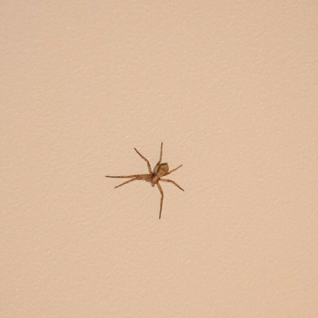 Close-up of spider on wall