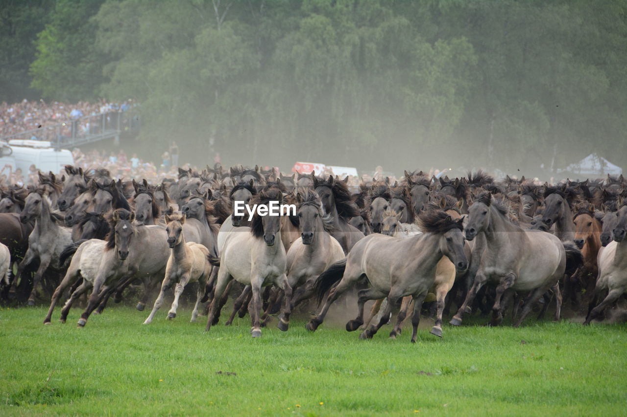 Front view of horses running on grass