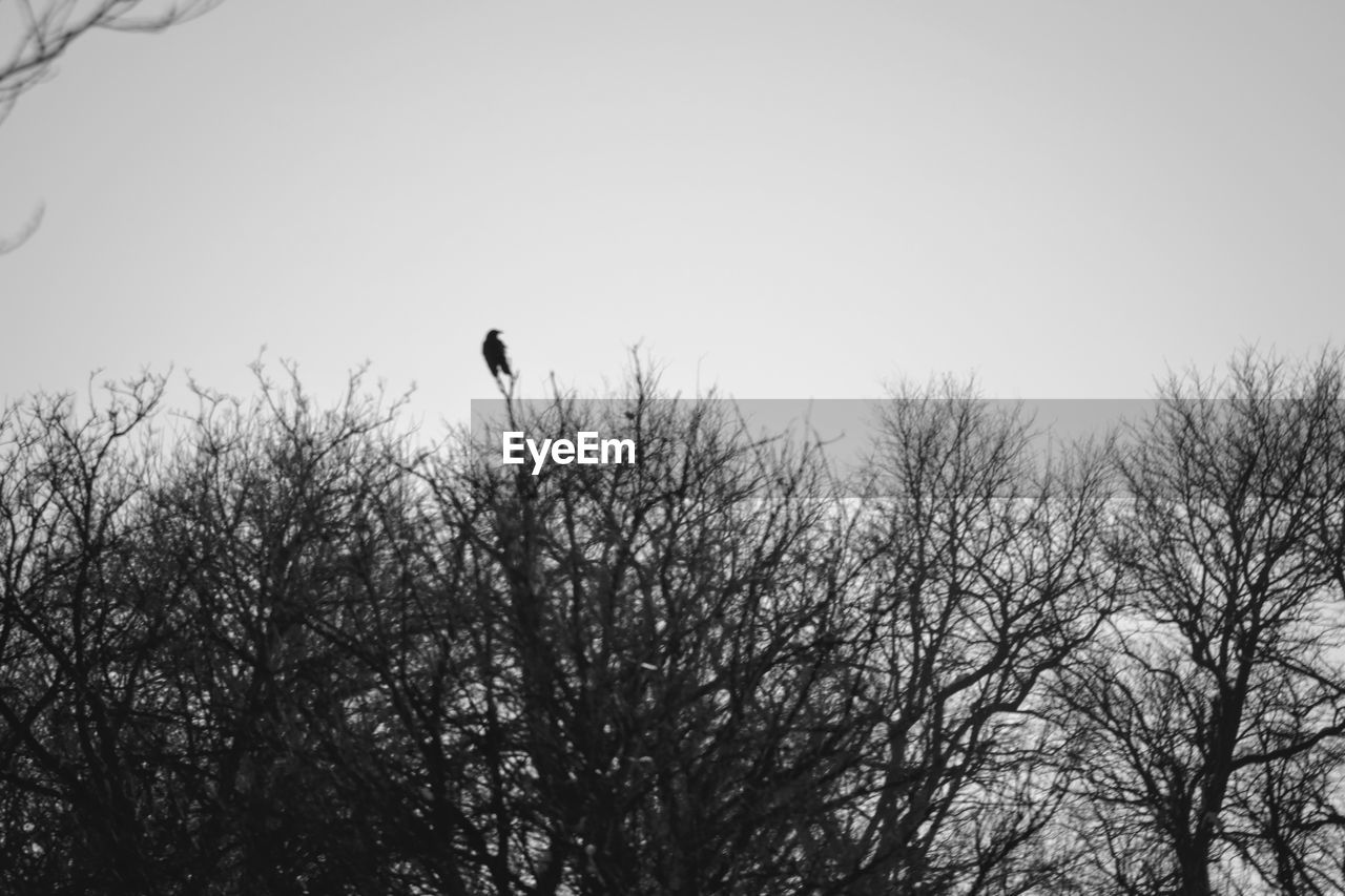 LOW ANGLE VIEW OF BARE TREE AGAINST CLEAR SKY