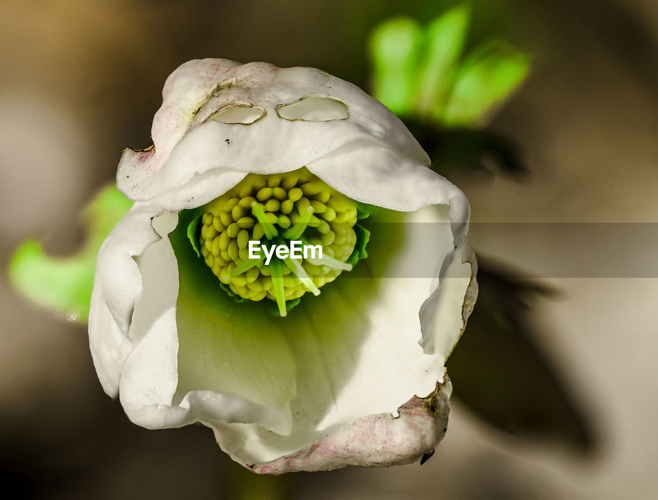 close-up of white flower