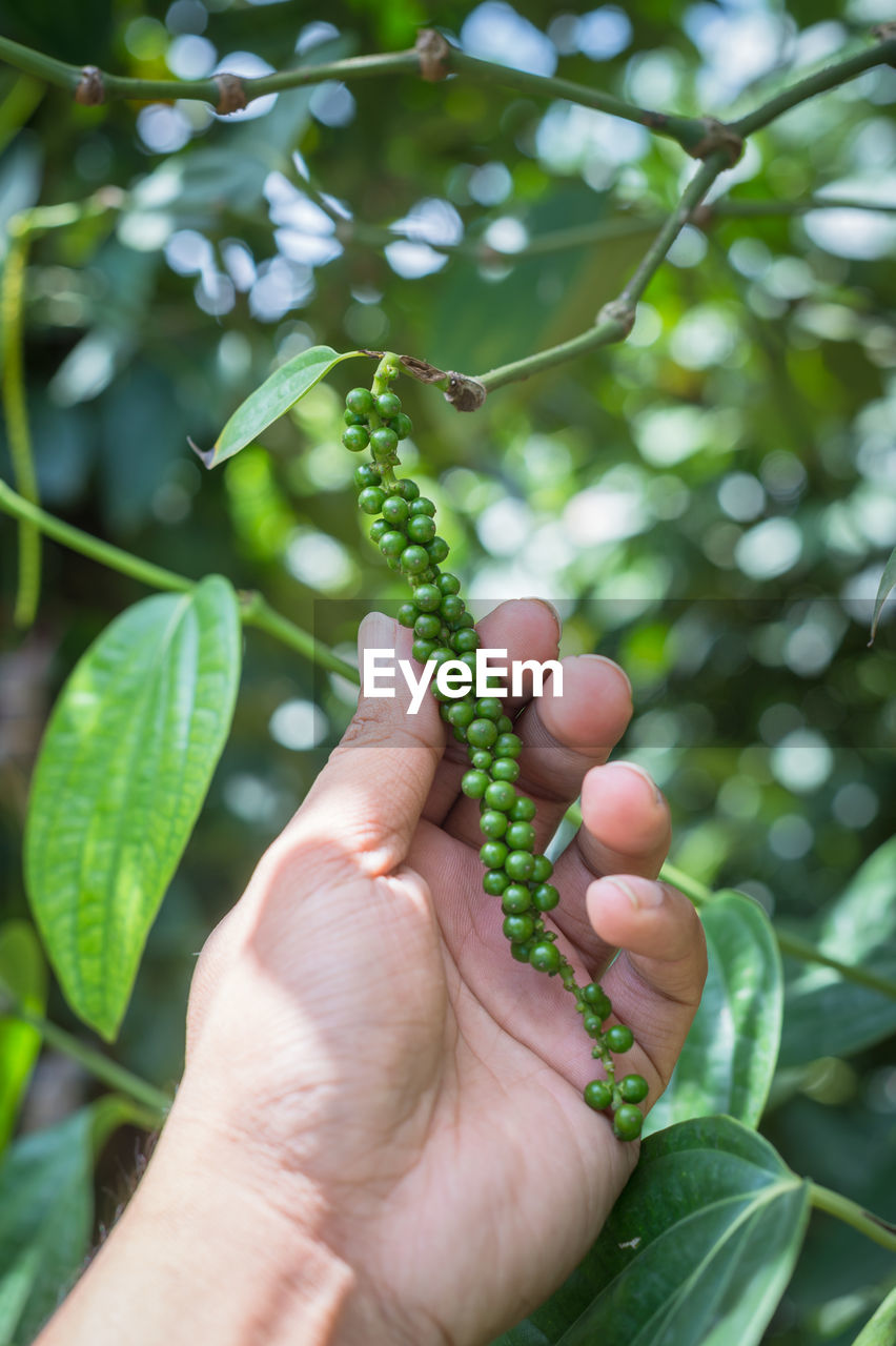 Closeup detail of pepper graft