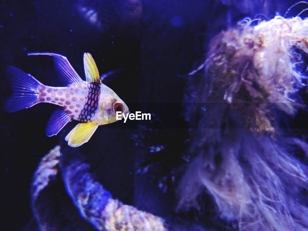 CLOSE-UP OF FISH UNDERWATER