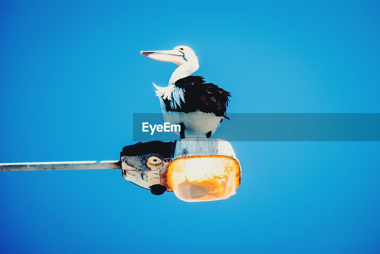 Low angle view of pelican on street light against clear blue sky