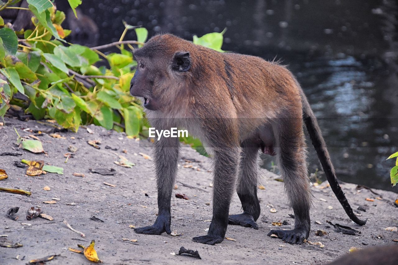 Macaque long tailed monkey, close-up genus macaca cercopithecinae, monkeys in thailand. asia.