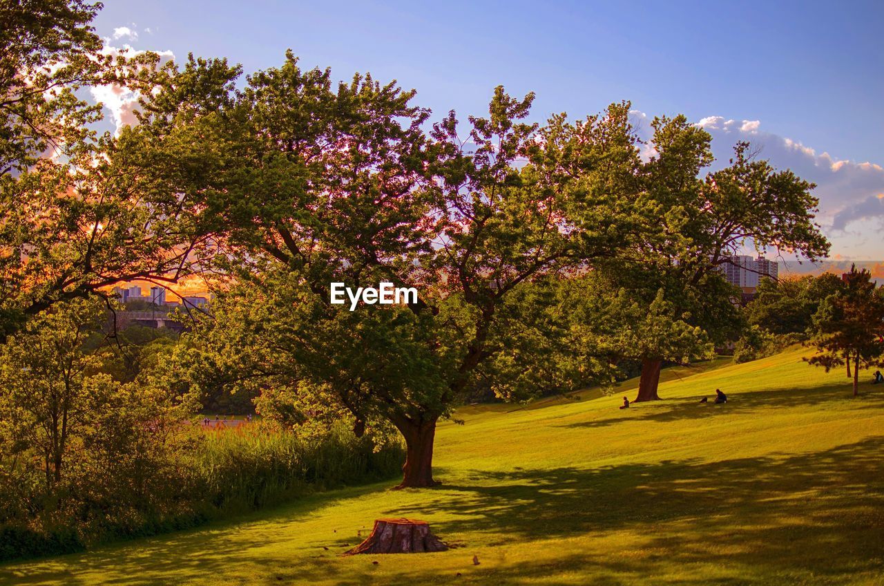 VIEW OF FLOWER TREES ON FIELD