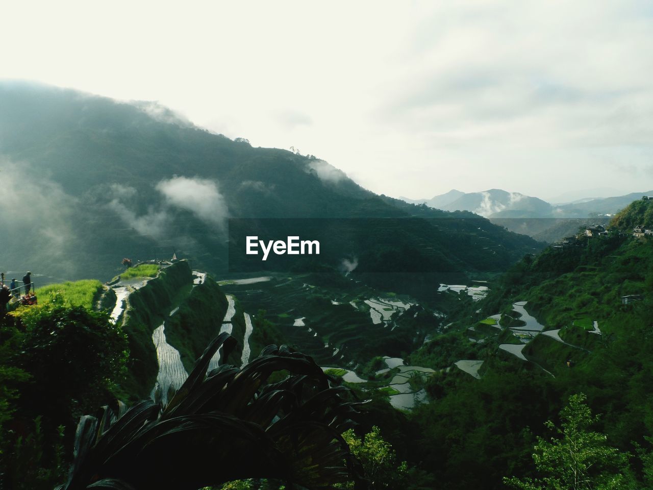 SCENIC VIEW OF TREE MOUNTAIN AGAINST SKY