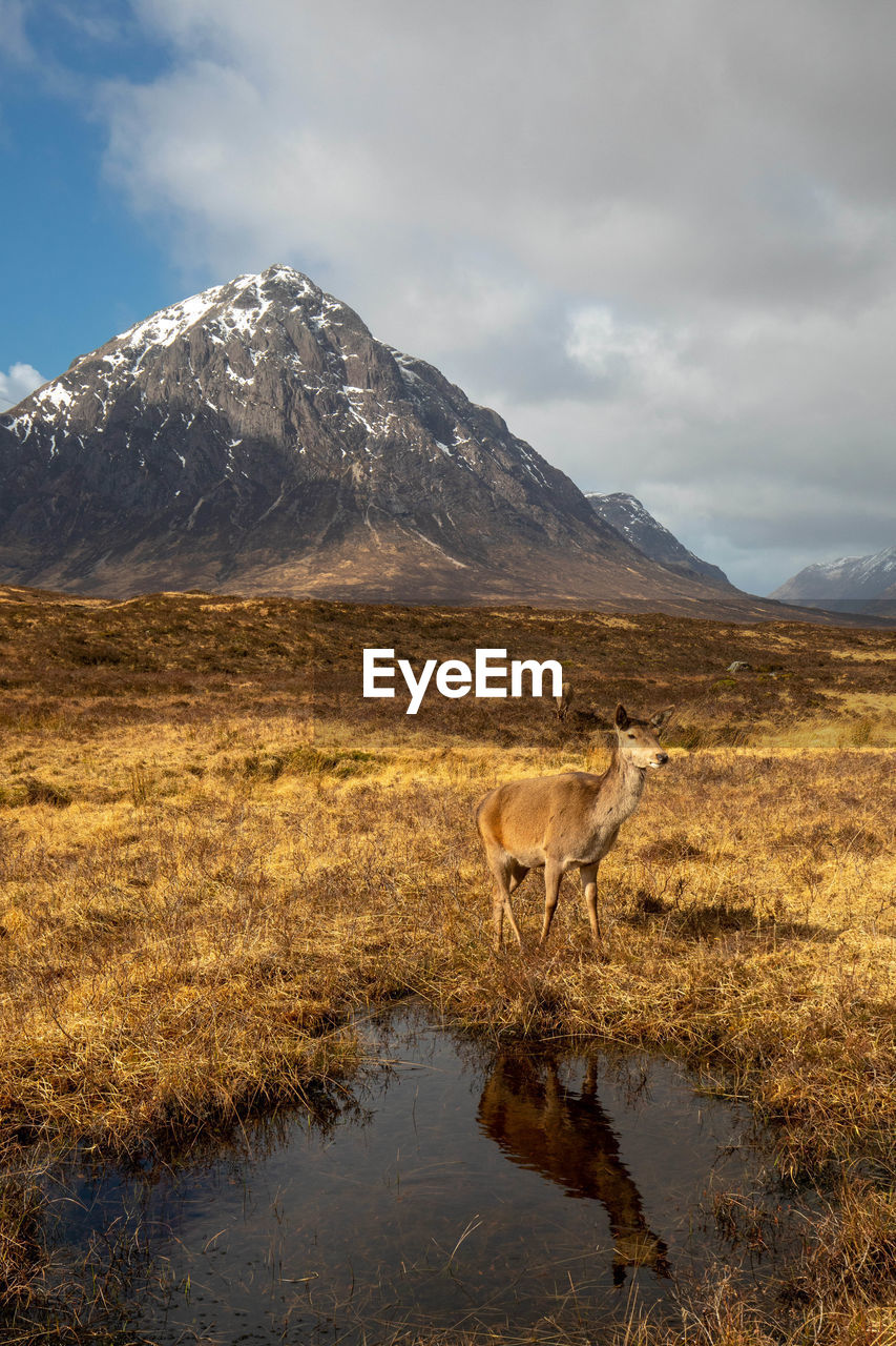 Deer standing on grassy field against mountain 