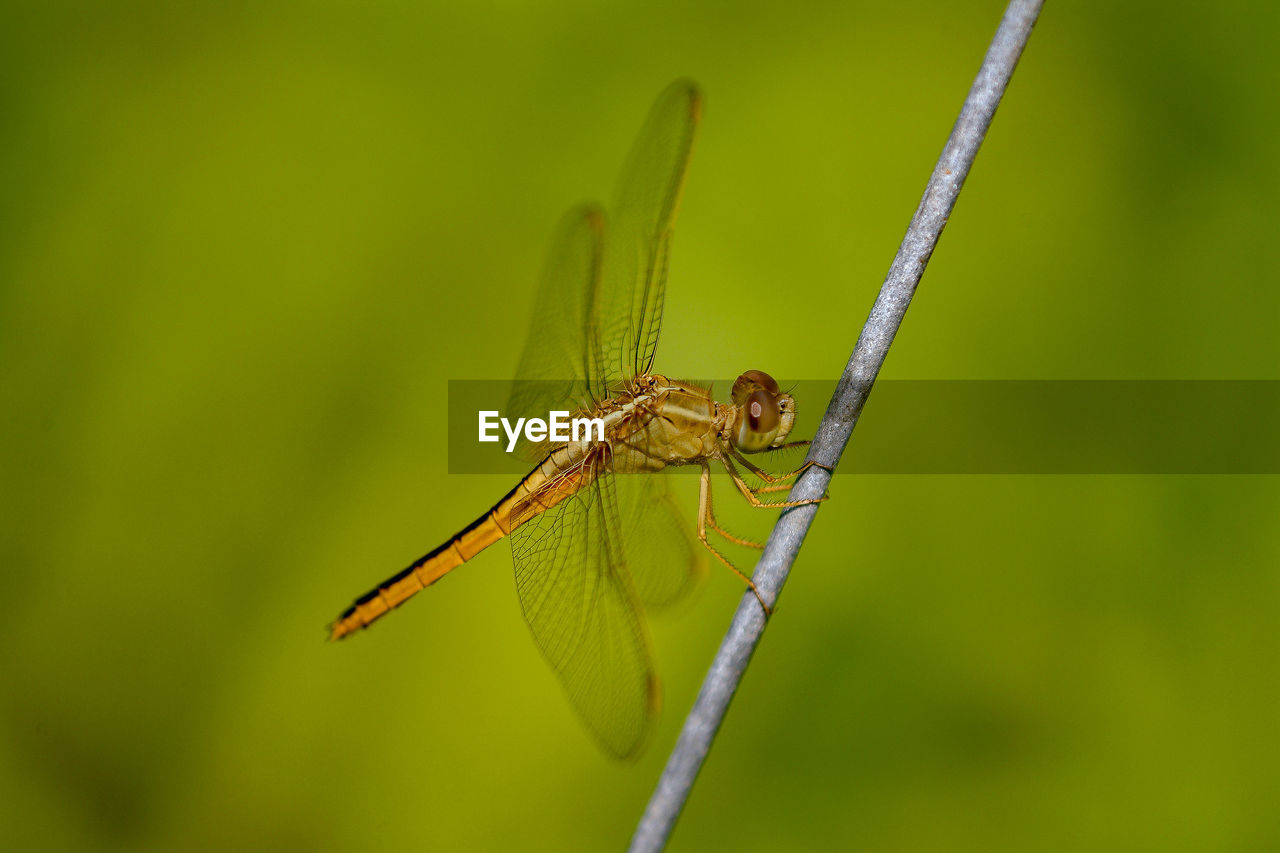 Close-up of dragonfly on twig